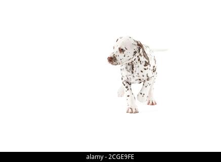 Bølack e cani dalmati bianchi macchiati isolati su sfondo bianco senza giunture in studio, di fronte fotocamera Foto Stock