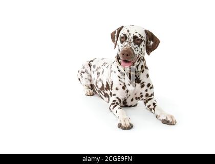 Bølack e cani dalmati bianchi macchiati isolati su sfondo bianco senza giunture in studio, di fronte fotocamera Foto Stock
