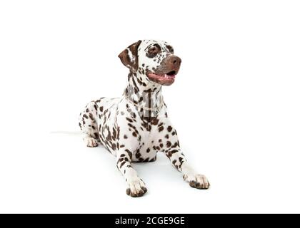 Bølack e cani dalmati bianchi macchiati isolati su sfondo bianco senza giunture in studio, di fronte fotocamera Foto Stock