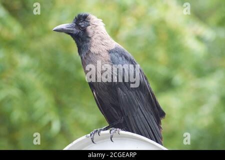 Indian Black Carrion Crow (Corvus corone ) alla ricerca di cibo in giornata di sole - Delhi - India. Foto Stock