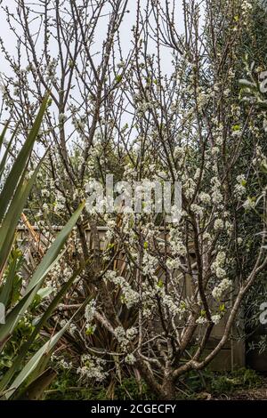 Susino in fiore Foto Stock