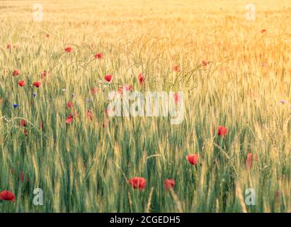 Campo di grano agricolo con papaveri rossi durante il tramonto. Foto Stock