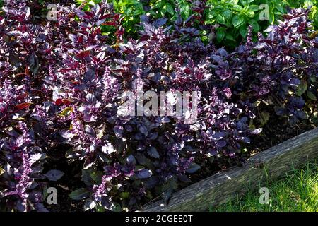 Letto rialzato erbe orto basilico viola, erba per la cucina Ocimum basilicum erbe basilico giardino Foto Stock