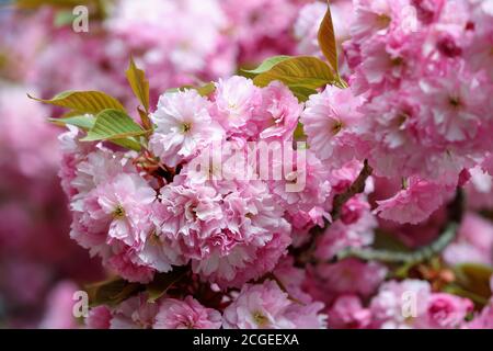 Stagione primaverile del ramo rosa sakura con foglie verdi e gialle. Bella natura sfondo estivo con fiori. Immagine romantica. Foto Stock