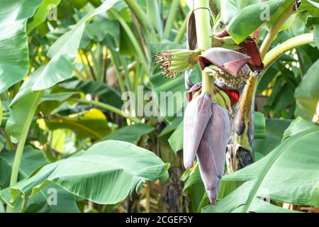 Primo piano fiore di banana, fiore di banana appeso su un albero di banana con mazzo di banana cruda sullo sfondo. Foto Stock