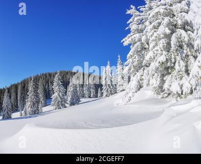 Bellissimo paesaggio sulla fredda mattina d'inverno. Alta montagna. Alberi di pino nelle nevicate. Prato e foreste. Sfondo nevoso. Paesaggio naturale. Posizione Foto Stock