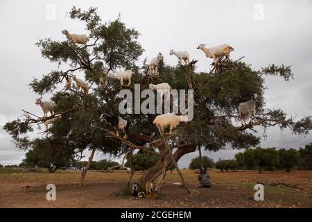 Un uomo marocchino si siede accanto ad un albero di argan pieno di capre appollaiate su rami in cerca di frutta da mangiare Foto Stock