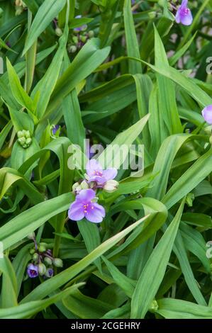 Tradescantia virginiana in un gruppo di fiori e boccioli.Impostare sullo sfondo di foglie. Foto Stock