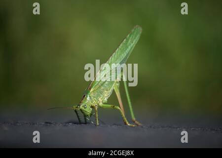 Femmina grande cespuglio-cricket verde (Tettigonia viridissima) con l'arto posteriore sinistro perso sta usando il suo ovipositore, l'organo di deposizione delle uova, per mantenere la sua ballanza. Foto Stock