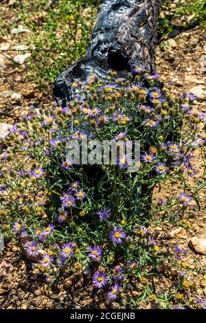 Machaeranthera bigelovii; Machaeranthera pattersonii; Asteraceae; girasole; fiori selvatici che crescono nel sito di Decker Forest Fire; Montagne Rocciose, Centr Foto Stock