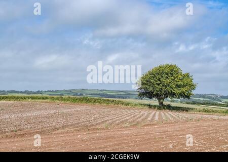 Solitario albero / isolato albero di quercia / Quercus in campo collinare tagliato con cielo blu dietro. Per il nuovo progetto di legge sull'agricoltura e il DEFRA. Foto Stock