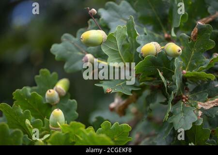 Foglie, fogliame e Acorn. Frutti della quercia inglese (Quercus robur). Vista dal basso, guardando in alto nei rami. Foto Stock