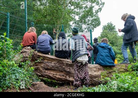 Denham, Buckinghamshire, Regno Unito. 8 Settembre 2020. I protettori dell'albero sostengono un giovane protettore dell'albero femminile come ha scalato uno dei molti alberi per essere abbattuto da HS2. Il controverso collegamento HS2 High Speed Rail è impostato per danneggiare o distruggere 108 boschi antichi. Credito: Maureen McLean/Alamy Foto Stock