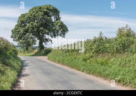 Soleggiato Cornish strada rurale sparire in lontananza. Metafora ciò che si trova dietro l’angolo, ciò che si trova davanti, strada che non porta da nessuna parte, verso l’ignoto. Foto Stock