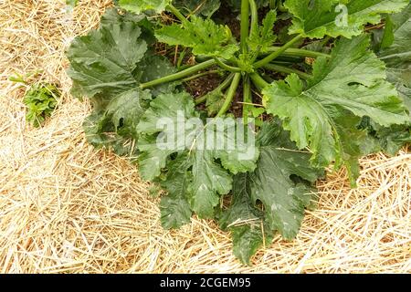 Pacciame di paglia, pacciamatura intorno alle piante nell'orto, zucchine, Cucurbita pepo coltivato zucchine Foto Stock