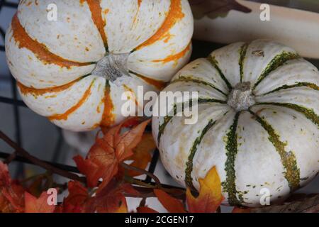 Primo piano di due mini zucche ornamentali, un'oragne ha striato l'altro verde striato utilizzato in una mostra autunnale Foto Stock