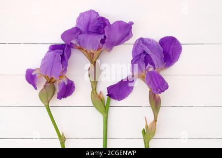 Iride viola su sfondo bianco di legno. Splendido sfondo floreale. Iris viola tre rami. Foto Stock