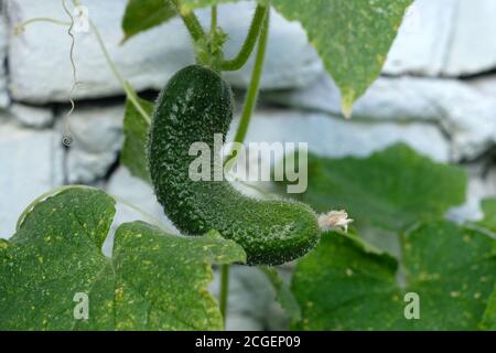 cetriolo verde appeso su un ramoscello con una punta asciutta. cespuglio di cetriolo, frutta primo piano. un cetriolo su un cespuglio coperto di pimples. Foto Stock
