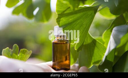 Foglie di ginkgo in luce - foglie verdi fresche di ginkgo albero (spazio di copia) Foto Stock