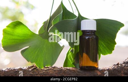 Estratto essenziale di ginkgo in bottiglia e congedo fresco. Foto Stock