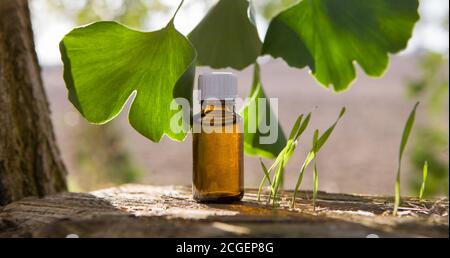 Foglie fresche di ginko biloba olio essenziale in bottiglia. Foto Stock