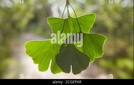Primo piano di foglie verdi - Ginkgo biloba. Foto Stock