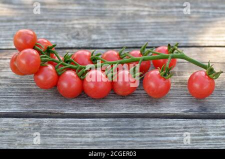 Pomodori ciliegini rossi su un ramo su un vecchio tavolo di legno. Primo piano, messa a fuoco selettiva. Foto Stock