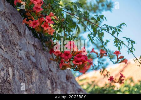 Arancio Campsis radicans fiori su muro di pietra, fuoco selettivo. Foto Stock