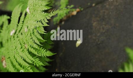 Fresco foglia bella di una pianta verde di felce con gocce di pioggia sullo sfondo di una lastra di pietra. Bandiera di pianta tropicale Foto Stock