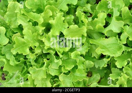 Insalata verde fresca come sfondo naturale. Primo piano, vista dall'alto Foto Stock