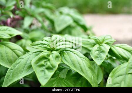 Basilico fresco verde che cresce nel giardino. Primo piano, messa a fuoco selettiva Foto Stock