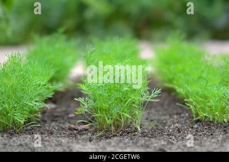 Giovane aneto verde che cresce nel letto giardino. Primo piano, messa a fuoco selettiva Foto Stock