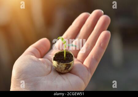 Un piccolo germoglio verde di pepe in una gusci di quaglia sul palmo della mano da vicino. Profondità di campo poco profonda, messa a fuoco selettiva. Foto Stock