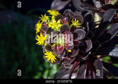 Rosa nera, arboreo Aeonium, in fiore, fiori gialli. Anche chiamato l'aeonio dell'albero, il hoouseleek dell'albero, o rosa irlandese, è un subs succulento, subtropicale Foto Stock