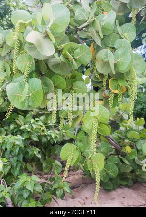 Albero di uva di mare con grappoli appesi di uva verde di mare immature con grandi foglie venate sulla costa di San Croix negli Stati Uniti VI Foto Stock