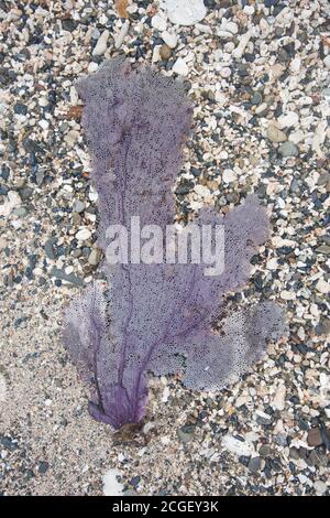 Vista dall'alto su un ventilatore di mare viola con sfondo ruvido di sabbia sulla spiaggia di St. Croix, nelle Isole Vergini statunitensi Foto Stock