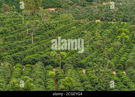 Provincia di Alajuela, Costa Rica - 28 novembre 2008: Primo piano dall'alto su un campo di caffè denso con linee di alberi. Foto Stock