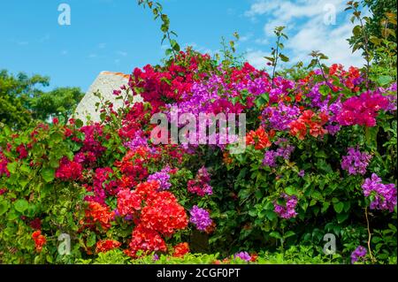 Bougainvillea fiori a Playa del Carmen sulla Riviera Maya vicino Cancun nello stato di Quintana Roo, Messico. Foto Stock