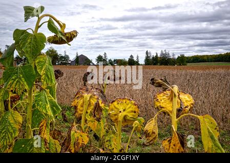 Girasole maturato nel campo con casa colonica come sfondo Foto Stock