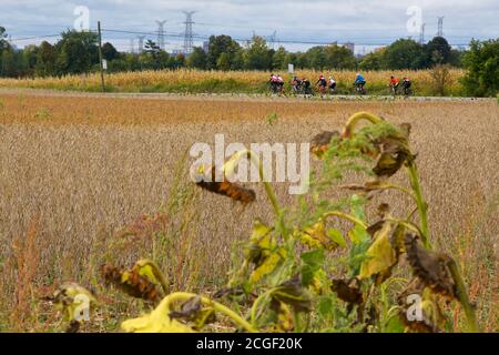 La bicicletta passava un campo di girasoli maturati Foto Stock
