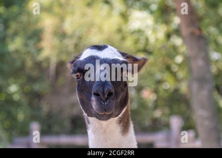 Lama (lama glama) ritratto in bianco e nero Foto Stock