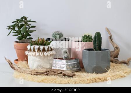 raccolta di piccole piante di cactus in vaso in vasi Foto Stock