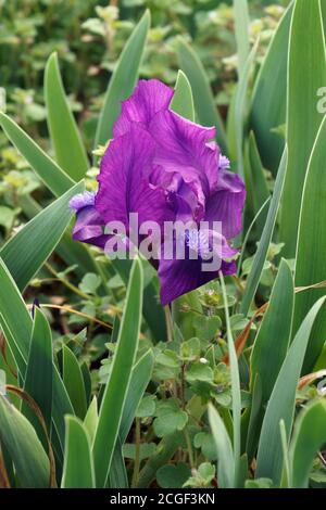 Nana aride aridata (Iris pumila). Chiamato anche Pygmy iris Foto Stock