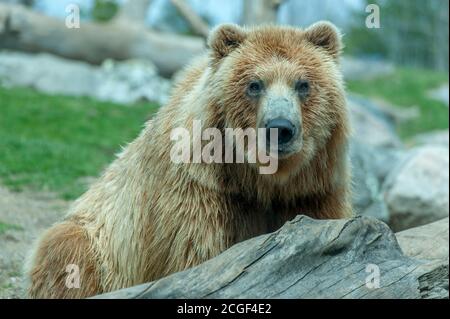 Un orso bruno nella mostra Russian Grizzly Coast che presenta la natura selvaggia dell'Estremo Oriente Russo allo Zoo del Minnesota, Stati Uniti. Foto Stock