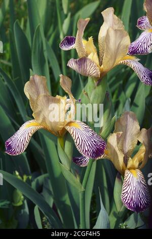 Iris dolce variegato (Iris [Iris] variegata). Chiamato anche Iris ungherese Foto Stock