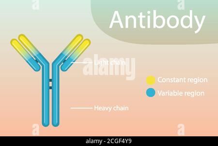 Diagramma della struttura anticorpale per illustrazione didattica Illustrazione Vettoriale