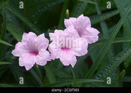 Petunia selvatica di Britton (Ruellia simplex). Chiamato petunia messicana e bluebell messicano anche. Sinonimo: Ruellia brittoniana Foto Stock