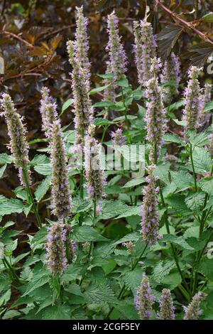 Issopo di anice (foeniculum di Agastache). Chiamato issopo gigante blu, issopo gigante profumato e lavanda gigante fisica anche Foto Stock