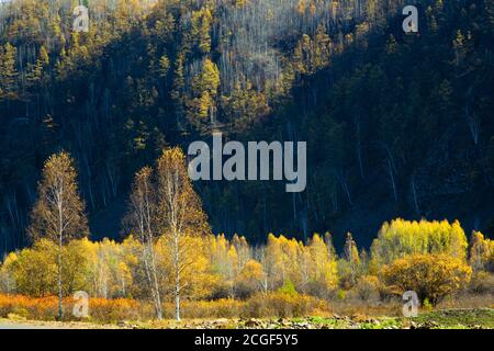 Le maggiori montagne hinggan nella provincia di heilongjiang, il paesaggio autunnale guardare in su Foto Stock