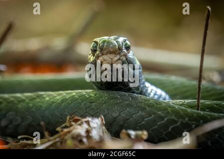 Primo piano di un Northern Black Racer si trova in una bobina mentre si rilassa sul pavimento della foresta. Raleigh, Carolina del Nord. Foto Stock